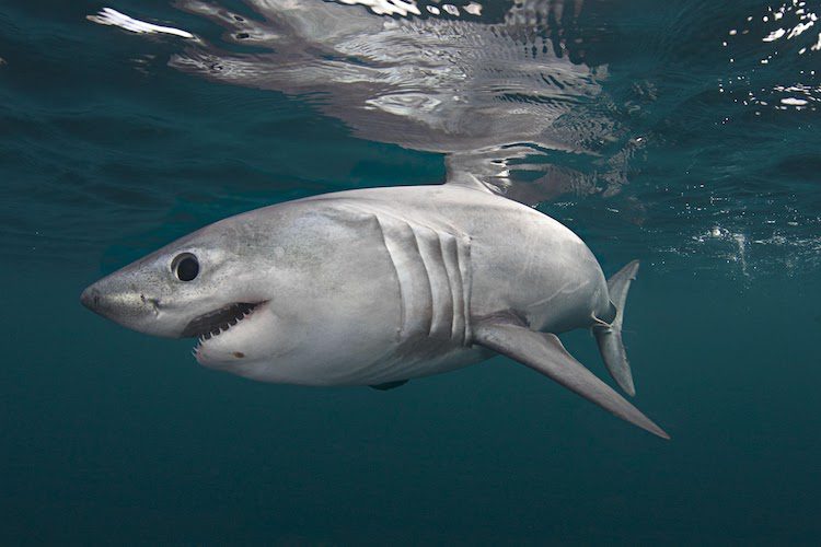 Porbeagle Shark swimming