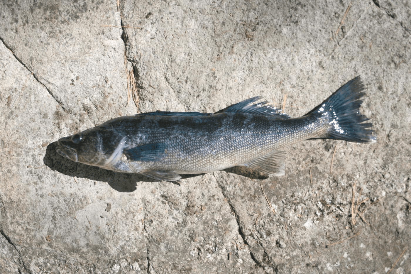 The Great Debate: Why are our Fish Turning Blue? - Fish'n Canada