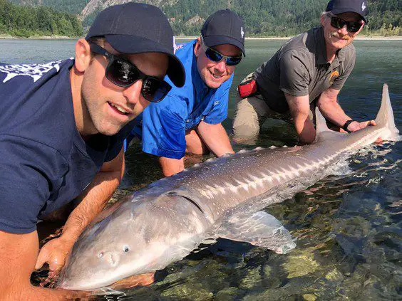 Fishermen with sturgeon