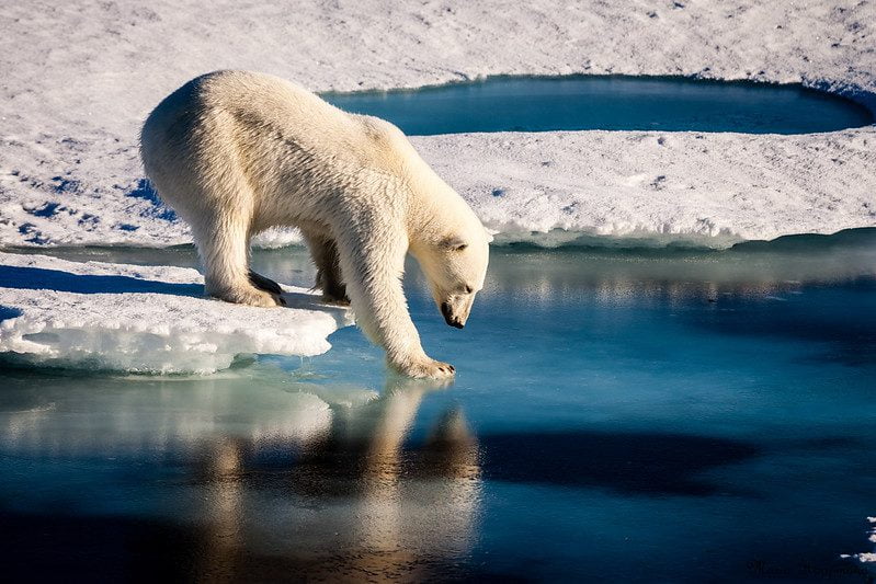 Polar Bear stepping on ice