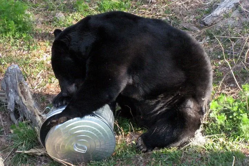 Black Bear on top of garbage can