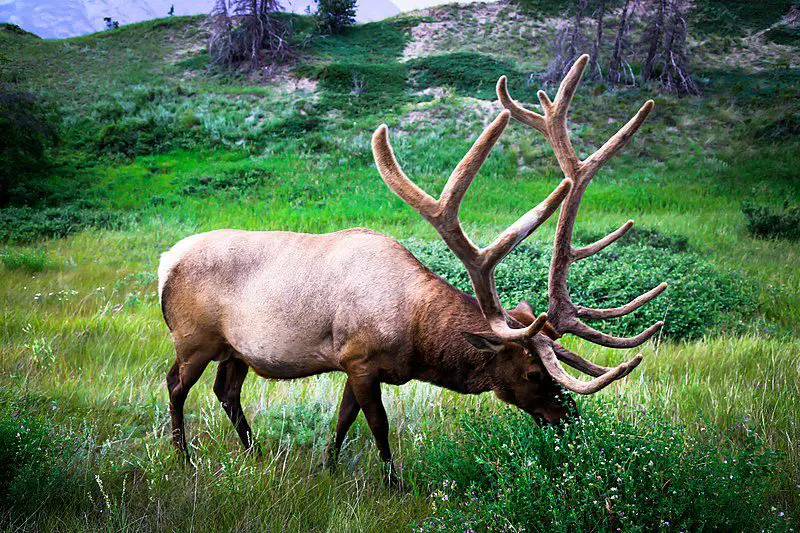 Elk feeding in mountains