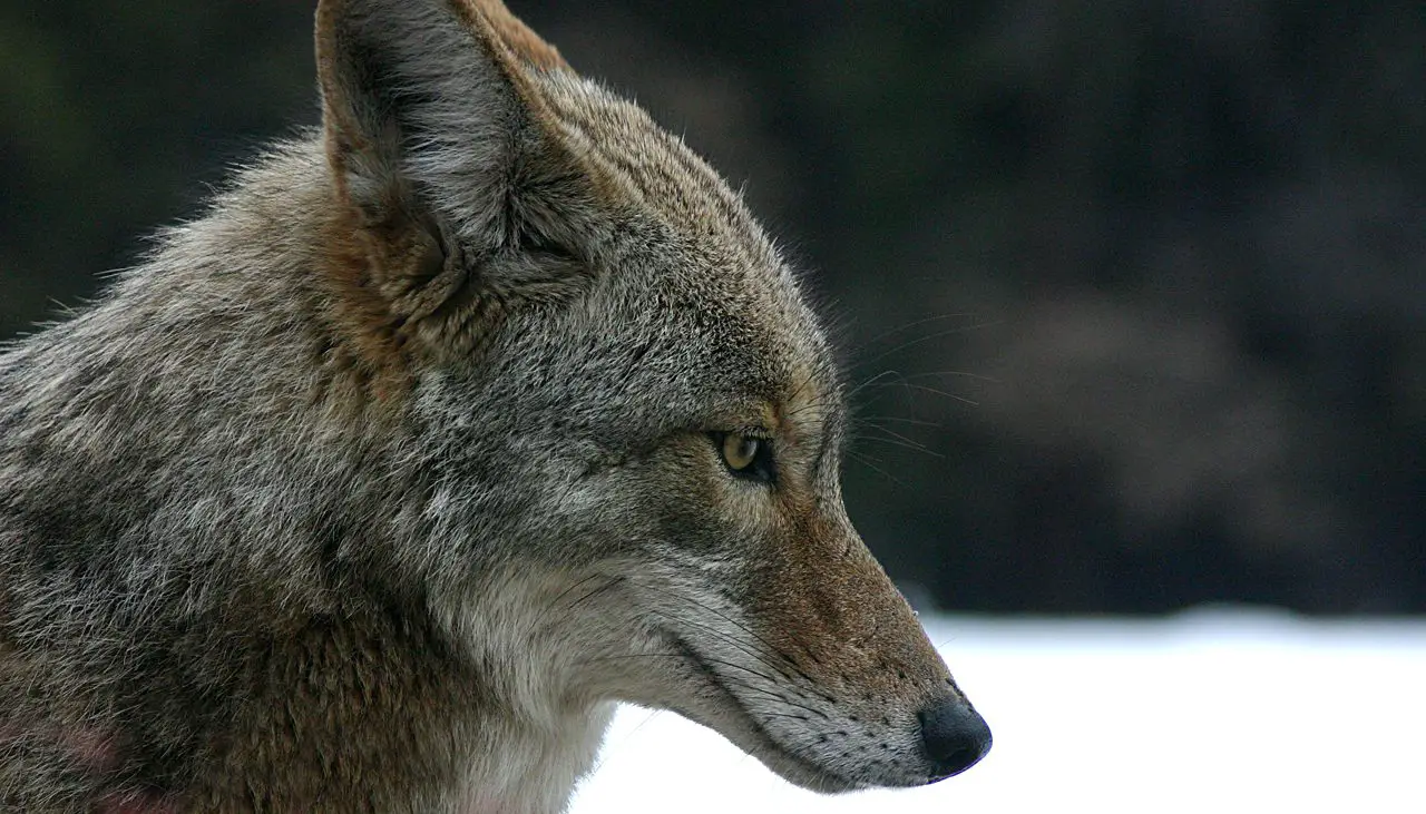 Coyote in snow