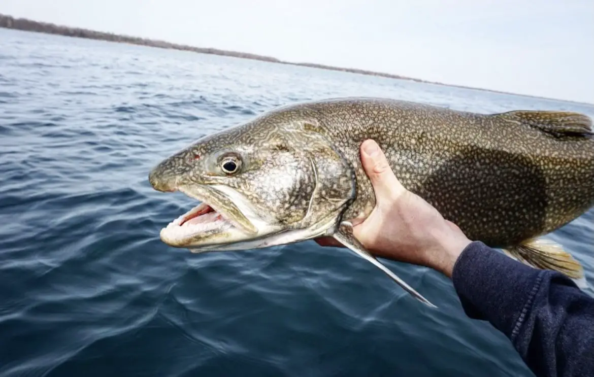 Lake Trout