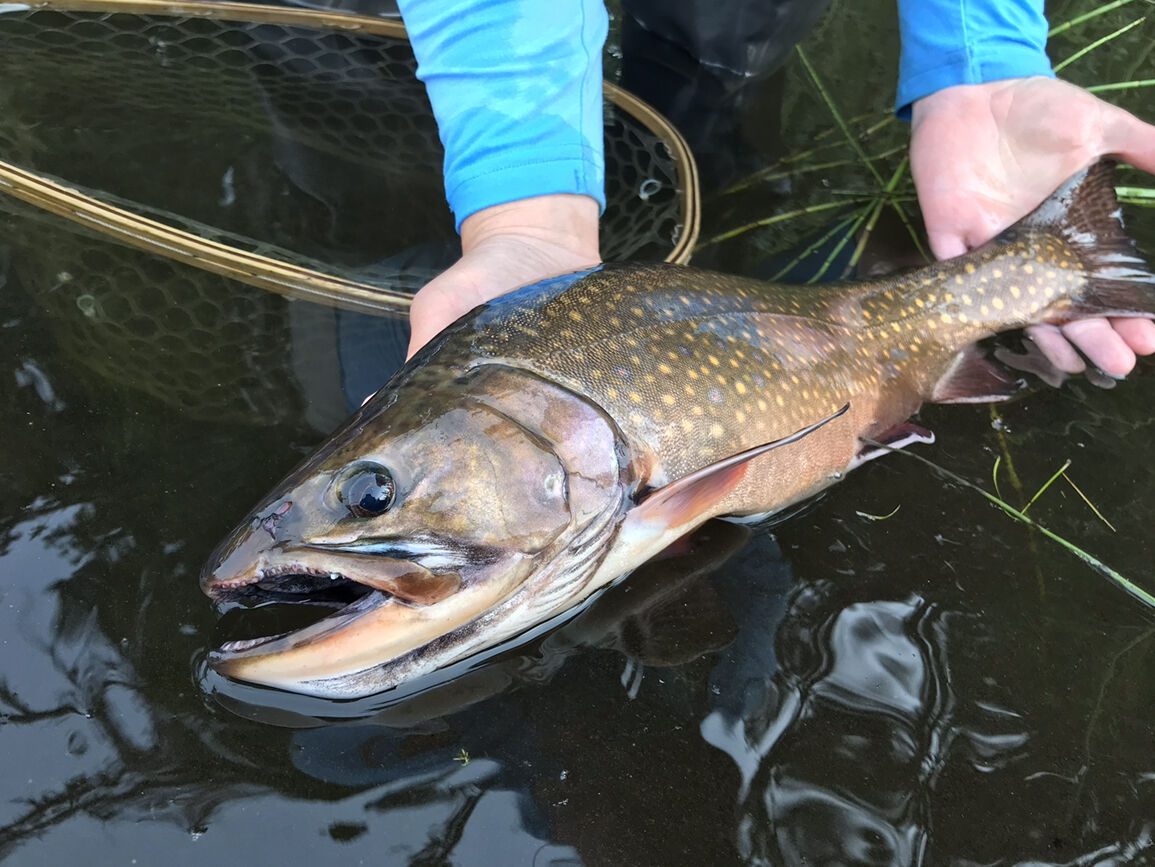 Brook Trout in water