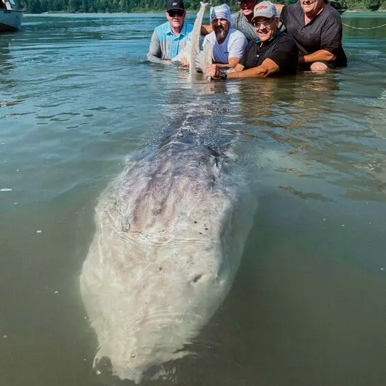 Fishermen with sturgeon