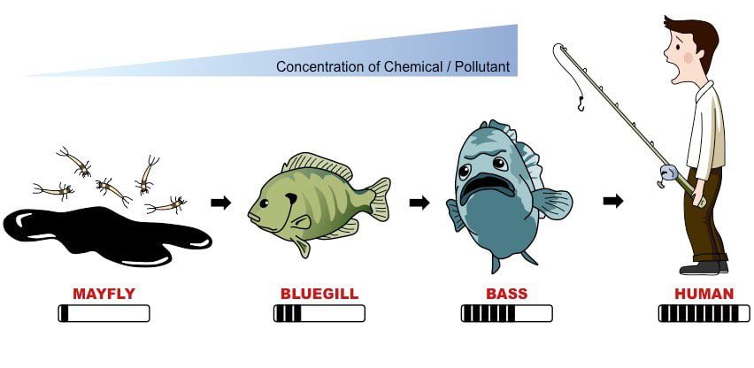 Biomagnification. One of the reasons to keep small fish