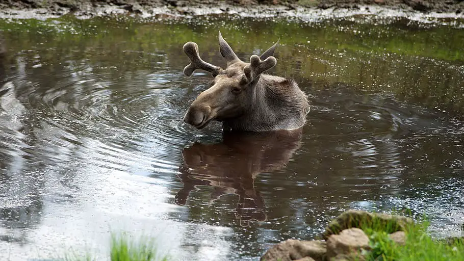 Moose in water