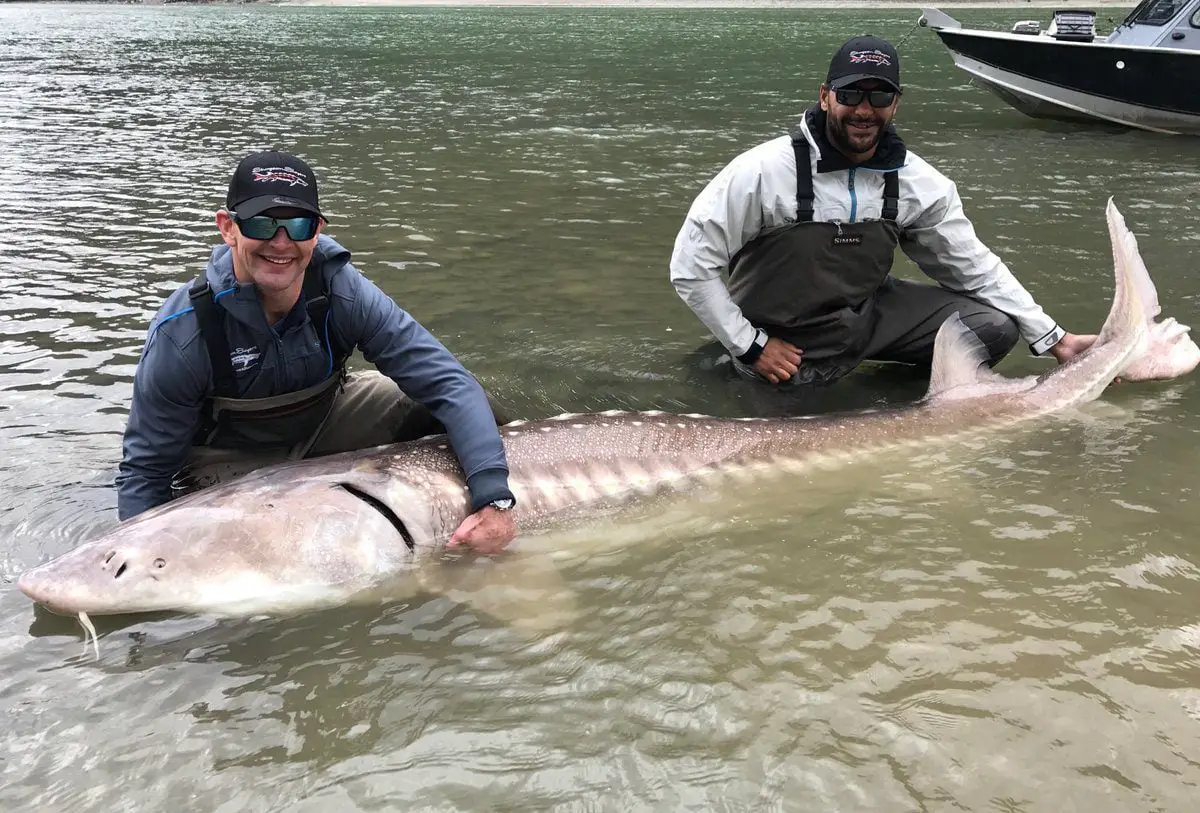 Fishermen with sturgeon