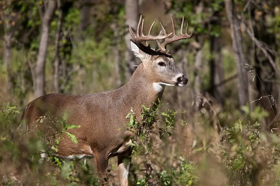 White-tailed Deer