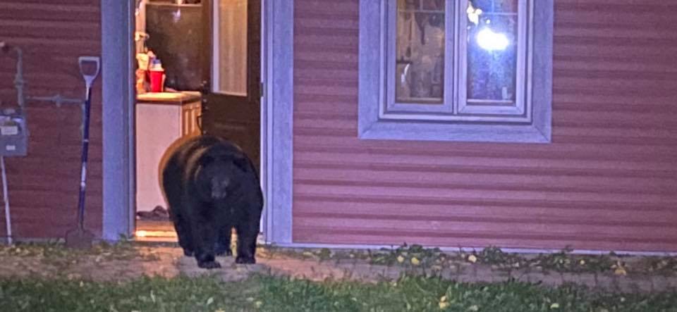 A black bear leaving the Reddy residence
