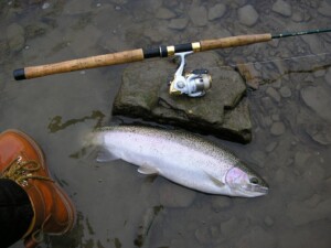 Thompson and Chilcotin Steelhead Numbers Reach a Devastating Low