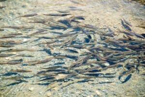 Thousands of Brown Trout die after watermain breaks in Kincardine hatchery