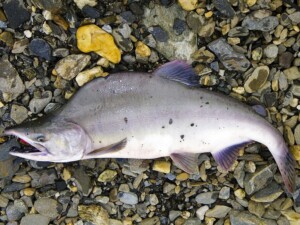 Are Pink Salmon Moving North?