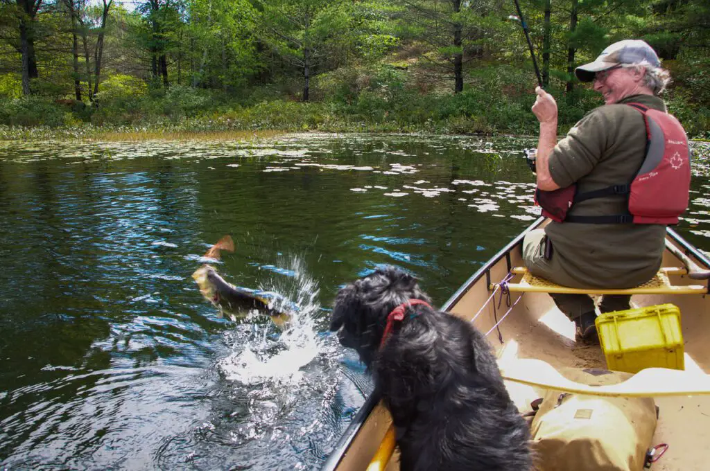 A Kawartha largemouth breaking the surface