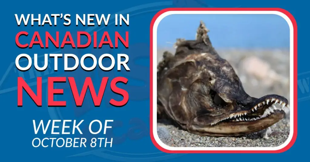 White Moose and Stranded Salmon -  Fish'n Canada's Week in Review