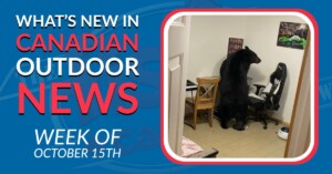 Bear Break-Ins and Boar Invasions – Week in Review