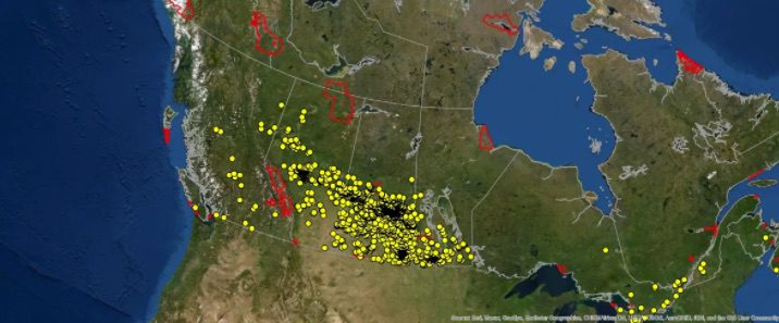 Wild boar invasion in Canada