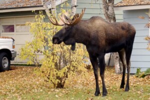 Bull Moose casually crashes a house party in Northern Ontario