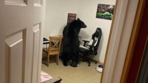 Black Bear Breaks into Fort McMurray Home