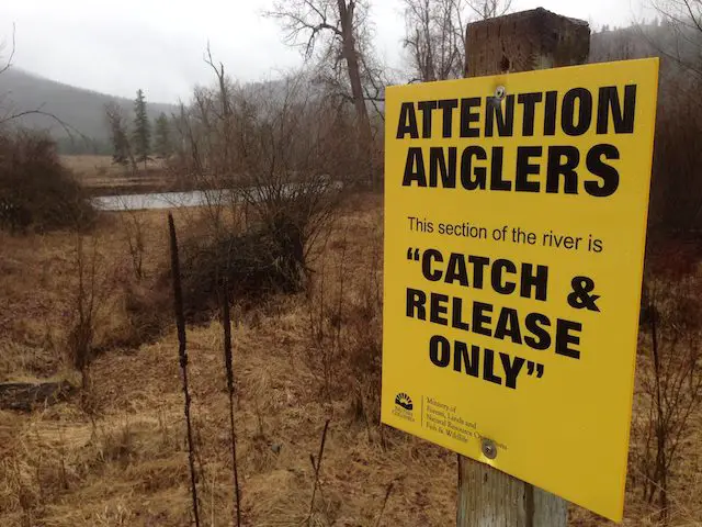 a stretch of river in British Columbia with a sign reading Catch and Release Only