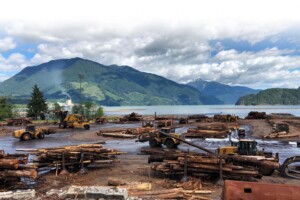 Riverside Logging Linked to BC’s Steelhead and Salmon Decline