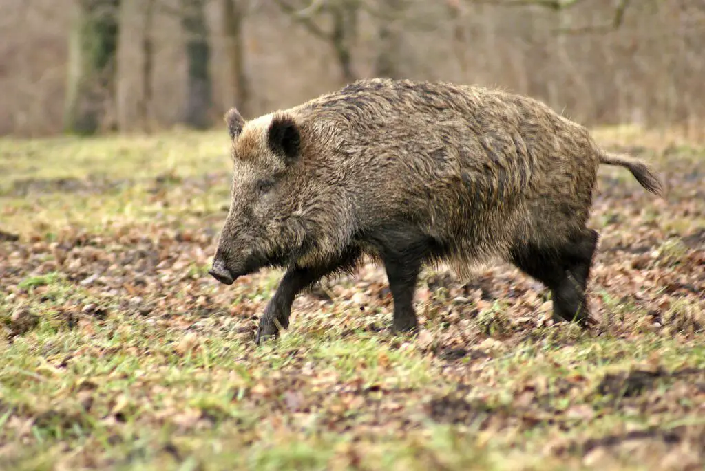 Wild boar