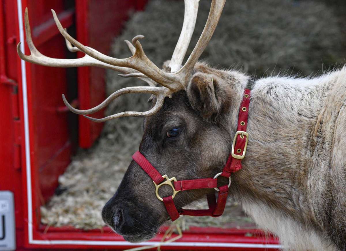 Are Caribou and Reindeer the Same Animal? | Fish'n Canada