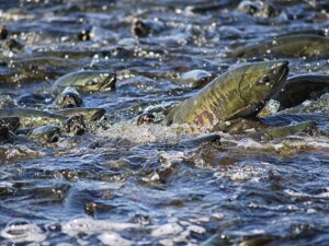 Chum Salmon Stocks in Serious Danger After BC Floods