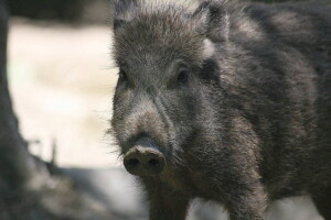 Wild Boars Invade Pickering, Ontario