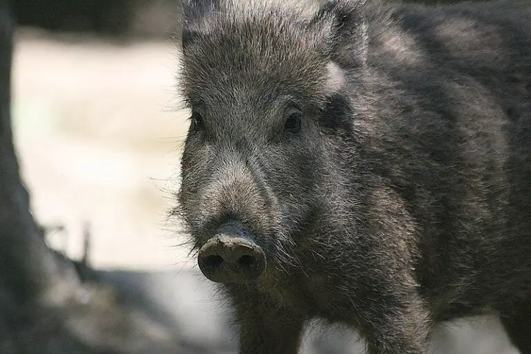 Wild Boars Invade Pickering, Ontario 