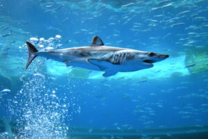 Canada and Atlantic Nations Agree to Ban Mako Shark Fishing