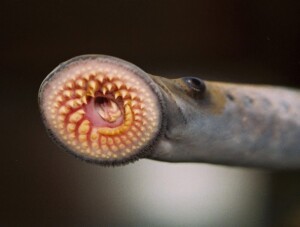 Sea Lamprey Celebrate Their 100 Year Great Lakes Anniversary