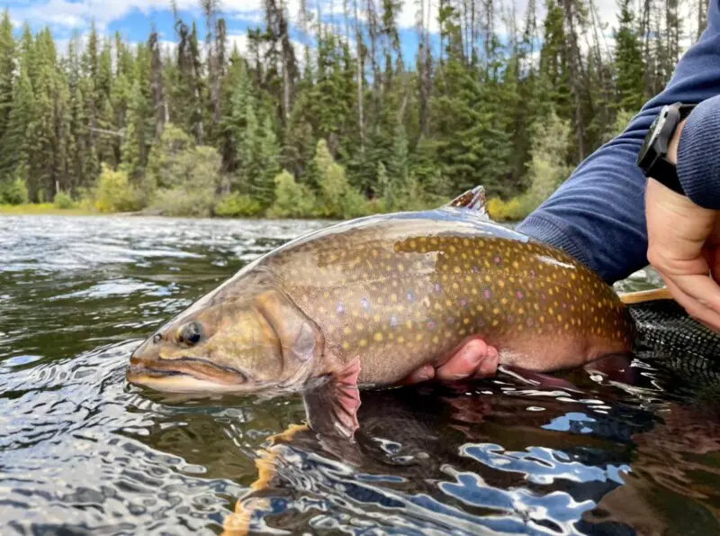 Battle Scars or Parasites? - Why Pike Look So Beat Up - Fish'n Canada