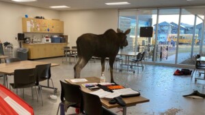 Moose Breaks into Saskatoon School