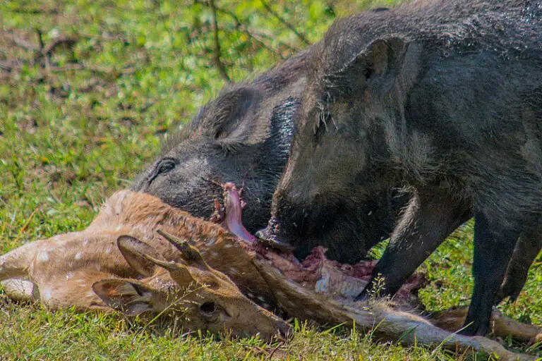 More Wild Boar found near Pickering, Ontario Fish'n Canada