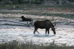 Study suggests that wolves might help moose avoid a deadly deer parasite