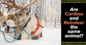 Are Caribou and Reindeer the Same Animal?