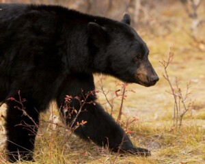 Northern Saskatchewan man fined $14.5K for trafficking bear gallbladders