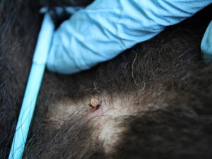 Rising Black Bear numbers linked greater to Deer Tick dispersal