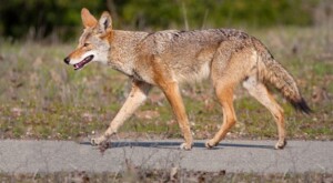 No coyote attacks in Stanley Park since September cull