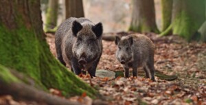 UPDATE: 14 Wild Boar Trapped in Pickering, Ontario