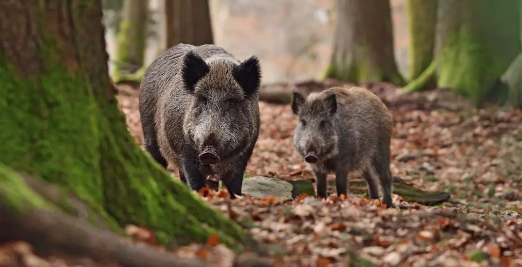 UPDATE: 14 Wild Boar Trapped in Pickering, Ontario | Fish'n Canada