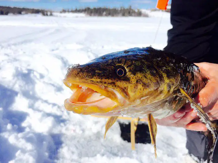 A burbot caught by an ice angler