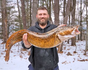 12+ Pound Burbot Breaks New Hampshire State Record