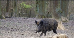 Ontario’s new Wild Pig regulations officially kick in