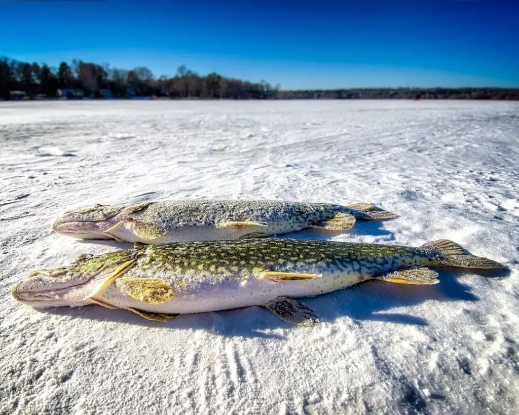 two northern pike laying on a frozen lake