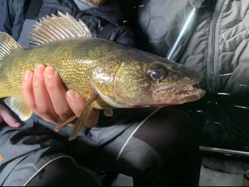 A close up of a walleye caught on a spoon and minnow head