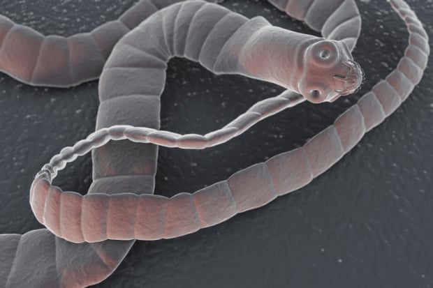 A close-up of a broad fish tapeworm