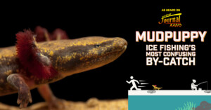 Mudpuppy: Ice Fishing’s Most Confusing By-Catch